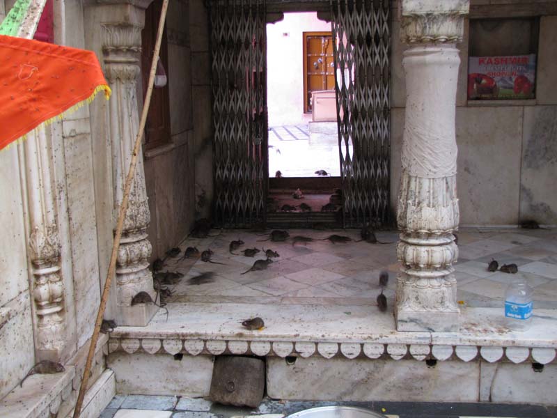 Rajastan, Deshnoke et le temple des rats