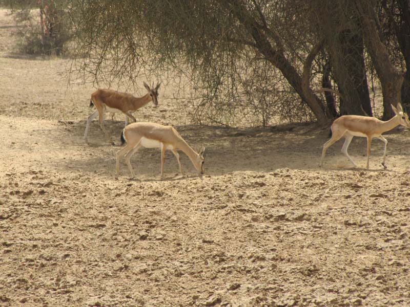 Rajastan, Jodhpur