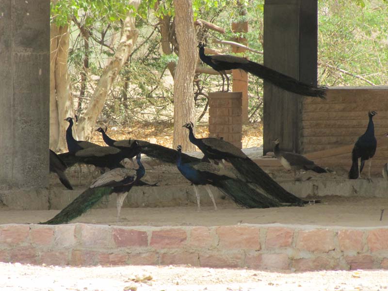 Rajastan, Jodhpur