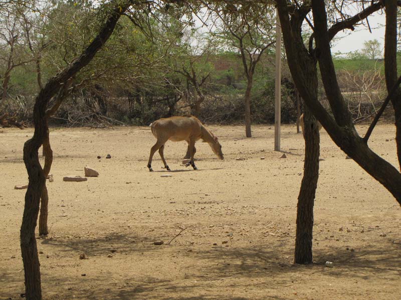 Rajastan, Jodhpur