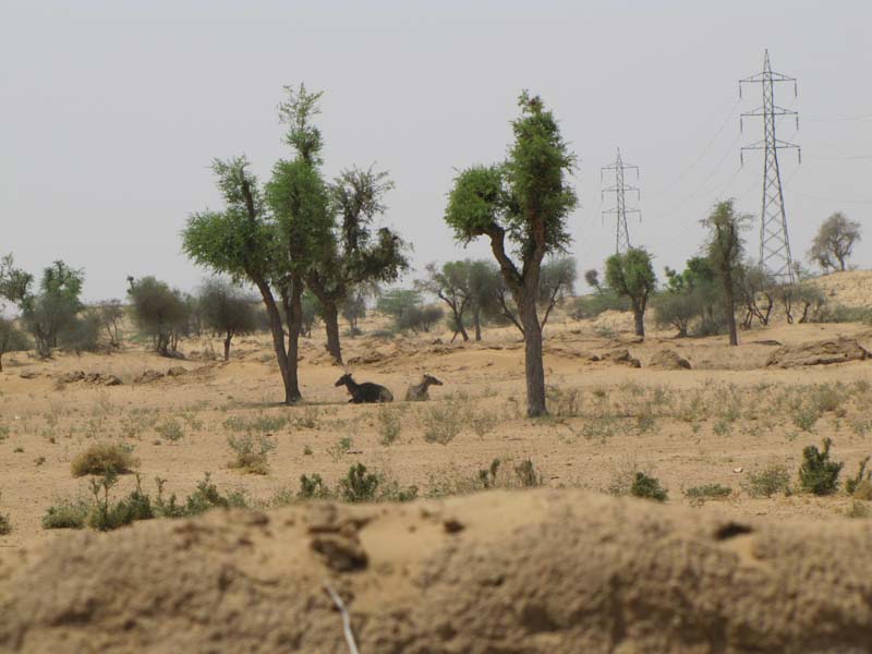 Rajastan, Jodhpur