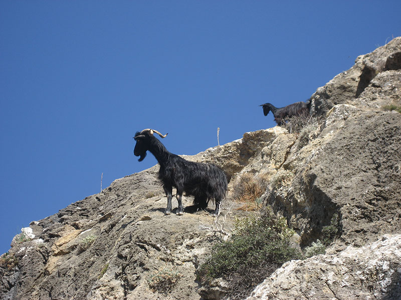 Gorges Aradena