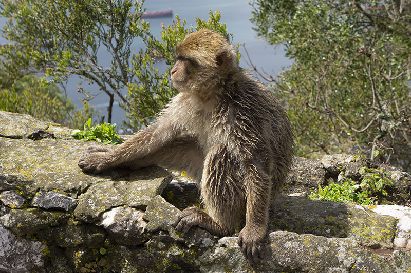 Gibraltar