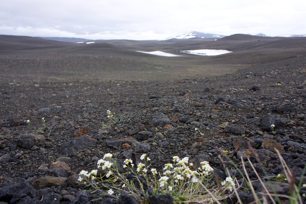 Islande