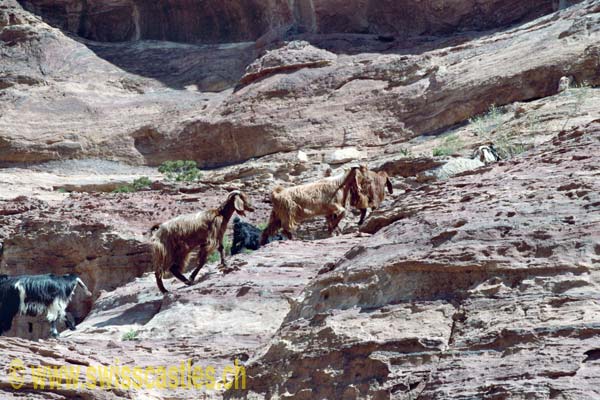 Voyage à Petra mars-avril 2005