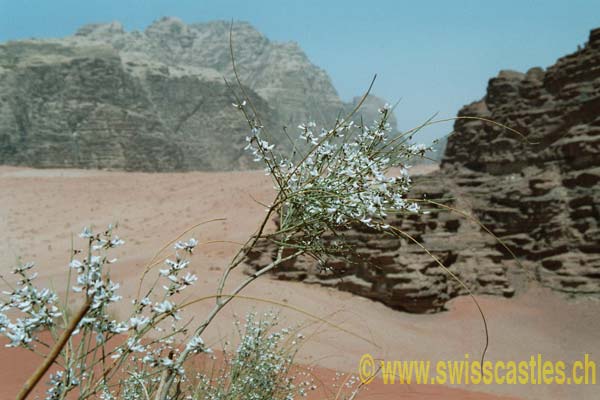 Wadi Rum