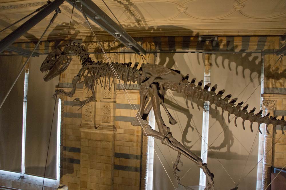 London, Londres, Musee histoire naturelle