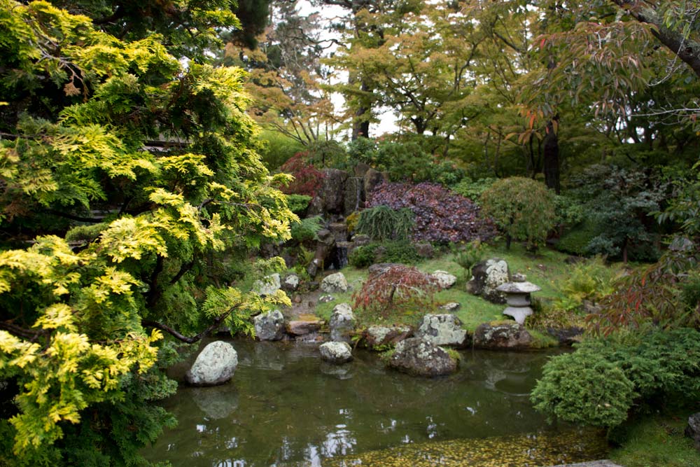 Japanese tea garden