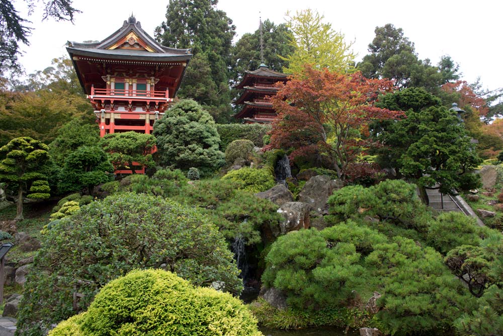 Japanese tea garden