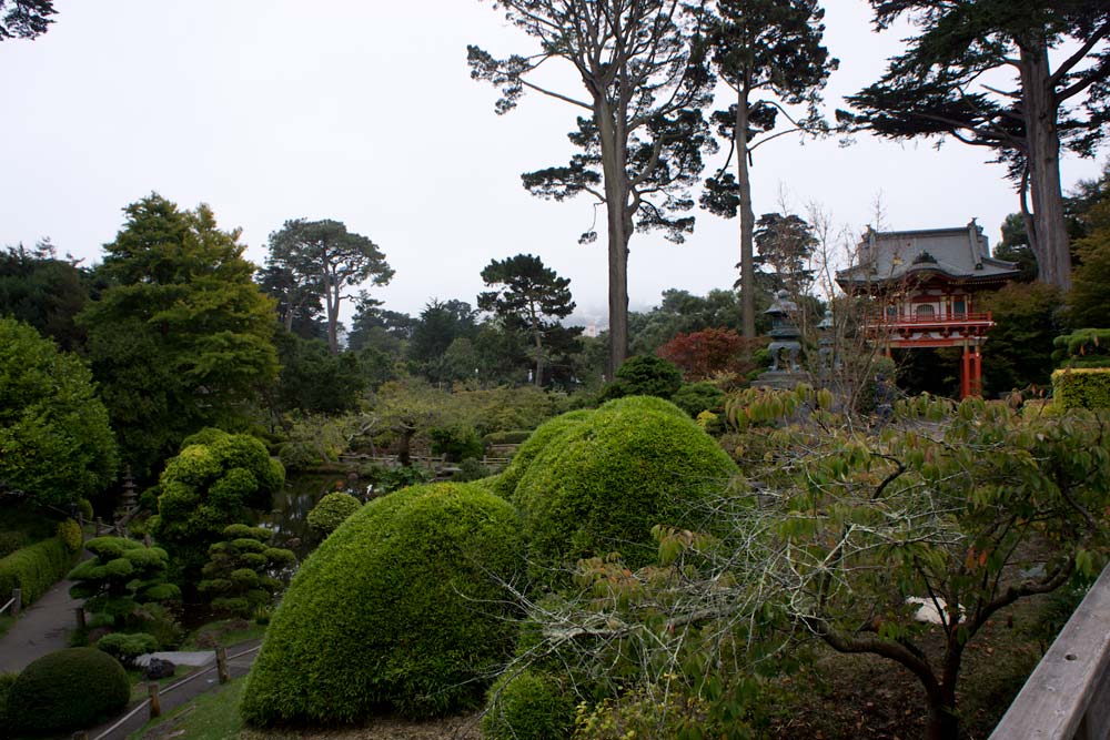 Japanese tea garden