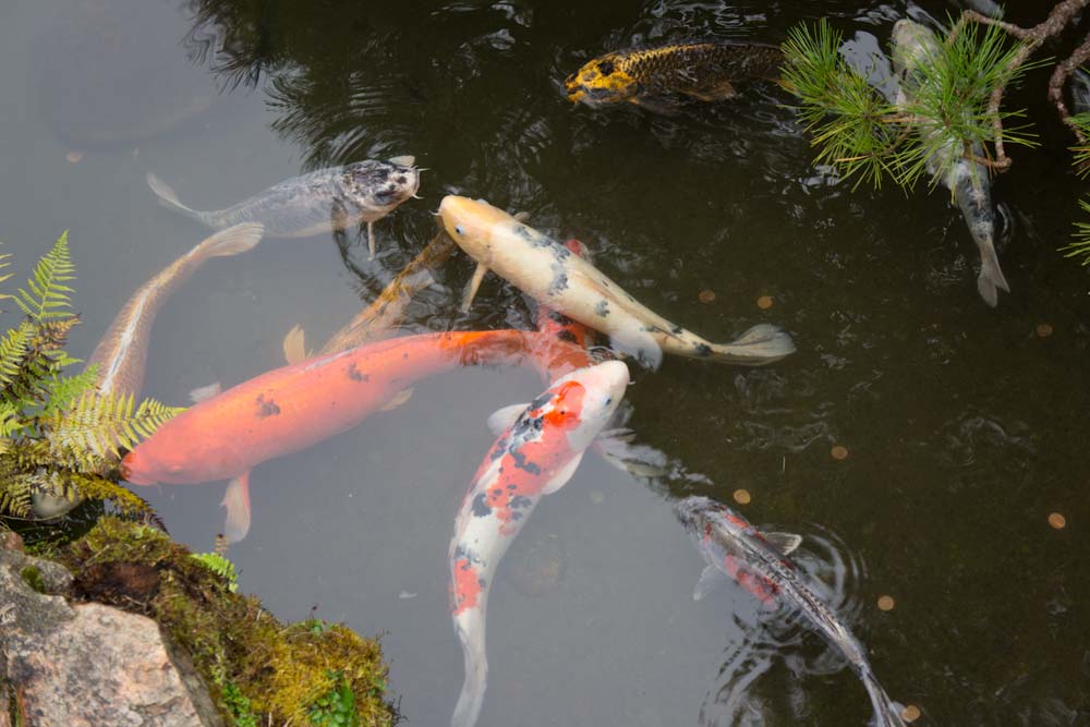 Japanese tea garden