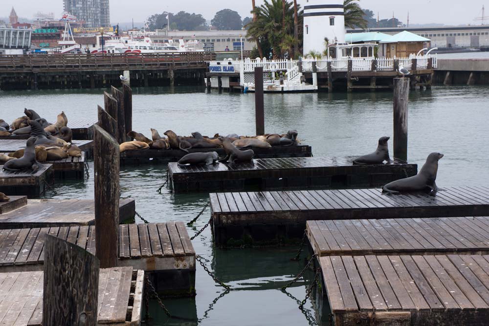 Sea Lions