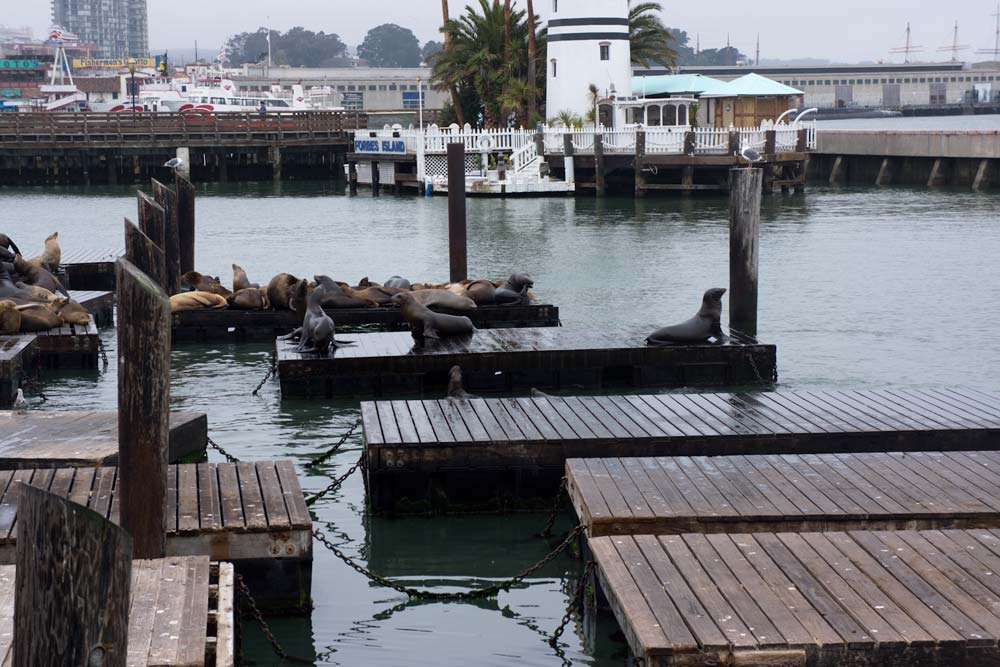 Sea Lions