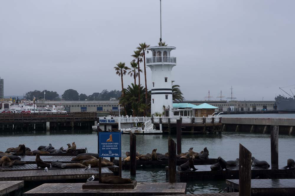 Sea Lions