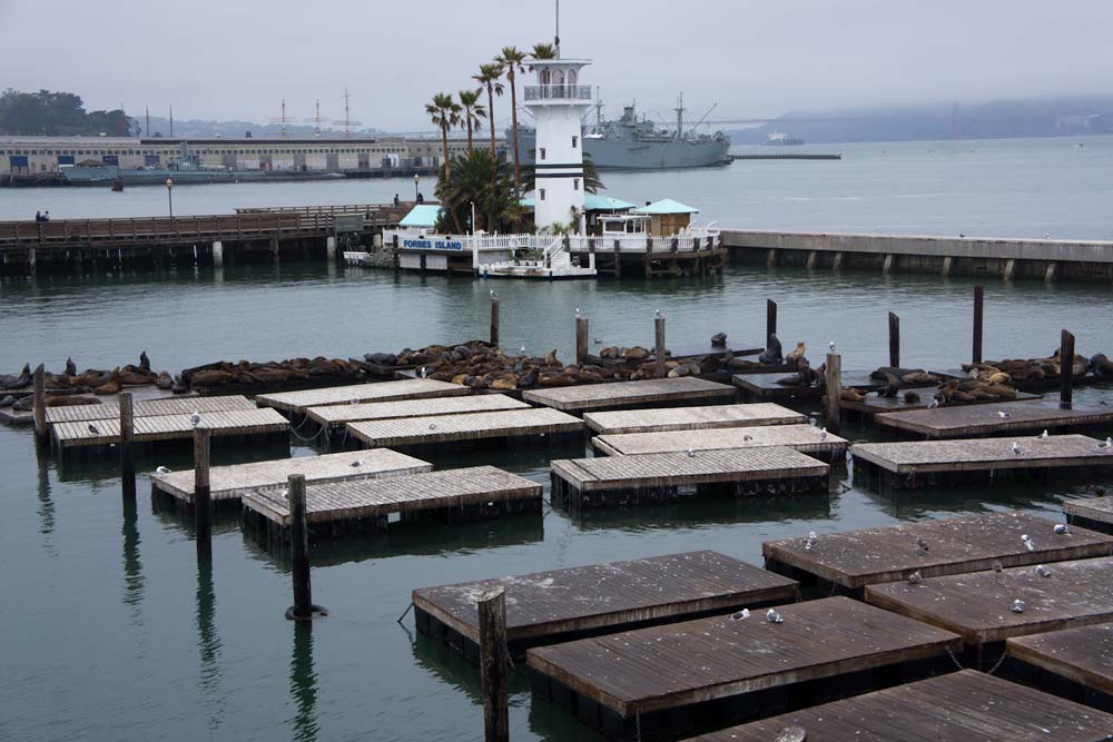 Sea Lions